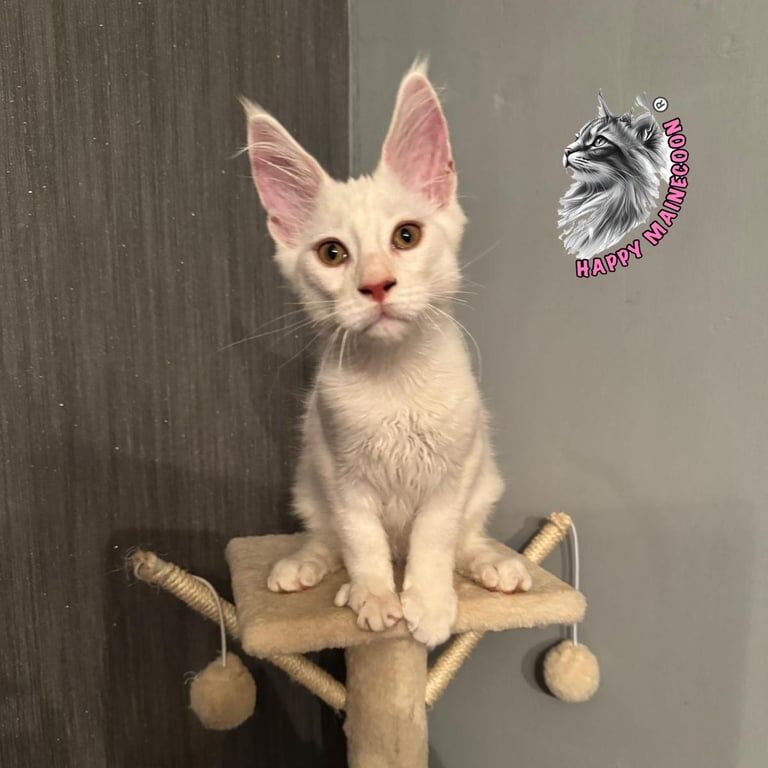 Maine Coon kittens for sale in Maldon, Essex – 3 months old - Image 2 of 3
