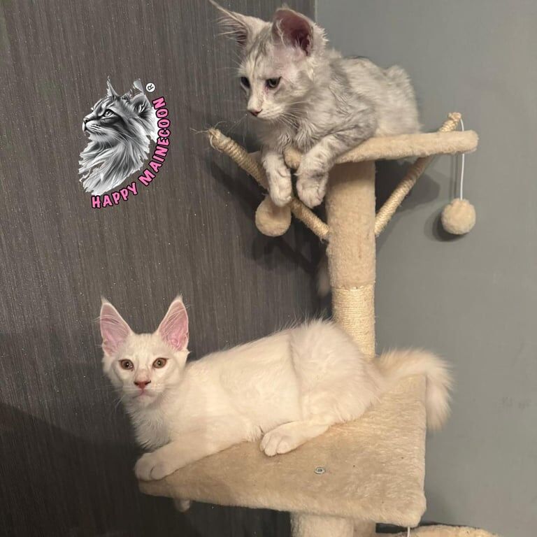 Maine Coon kittens for sale in Maldon, Essex – 3 months old - Image 3 of 3