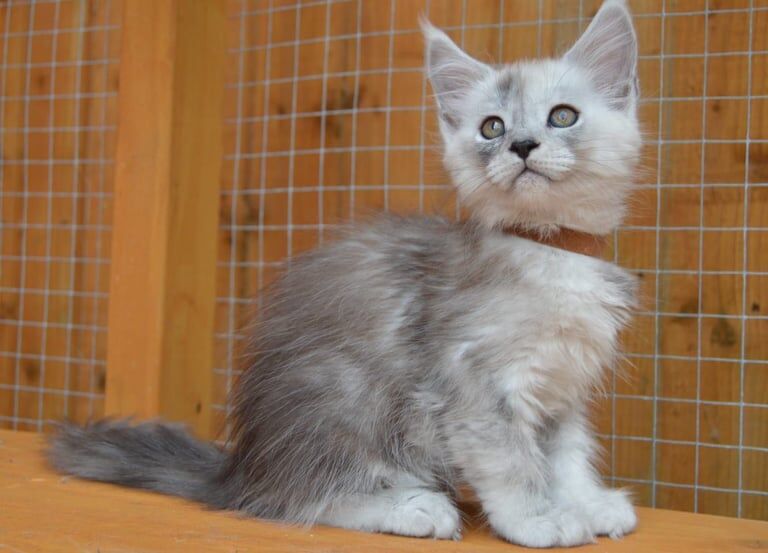 Maine Coon kittens for sale in Poole, Dorset – 9 weeks old