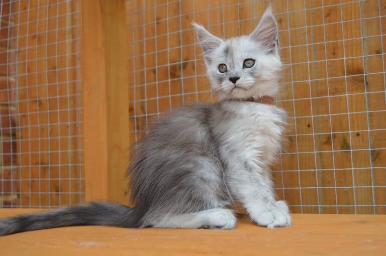 Maine Coon kittens for sale in Poole, Dorset – 9 weeks old - Image 2 of 3