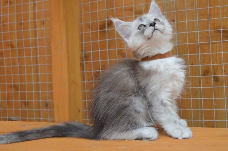 Maine Coon kittens for sale in Poole, Dorset – 9 weeks old - Image 3 of 3