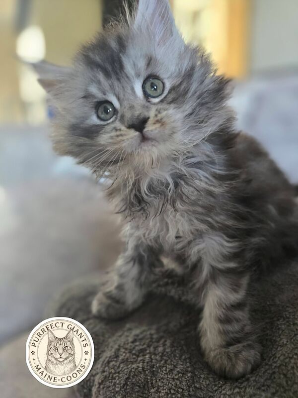 TICA Pedigree Maine Coon kittens - Ready August