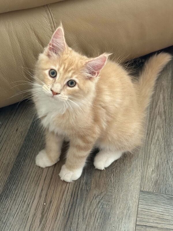 READY NOW TICA Pedigree Maine Coon Kittens