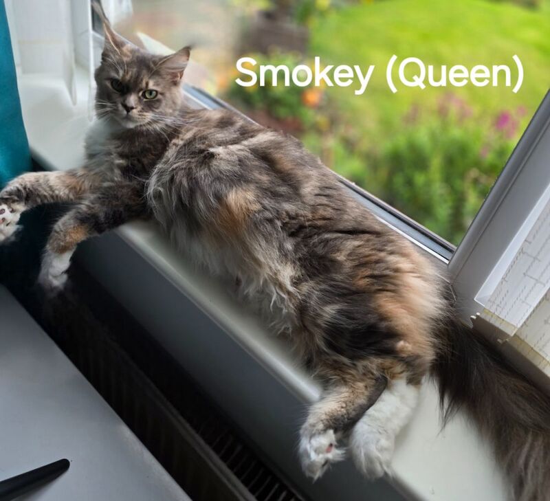 TICA Registered Maine Coon Kittens For Sale
