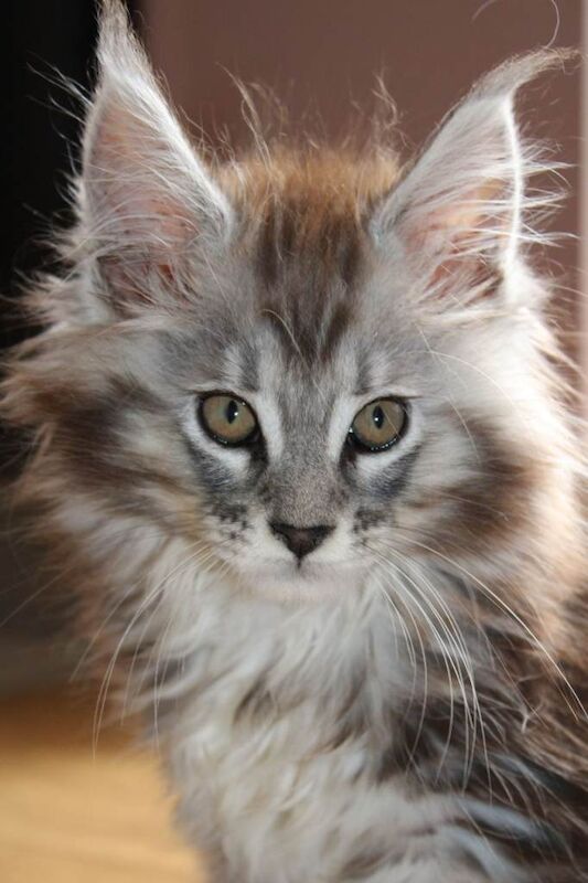 TICA Registered Maine Coon Kittens For Sale