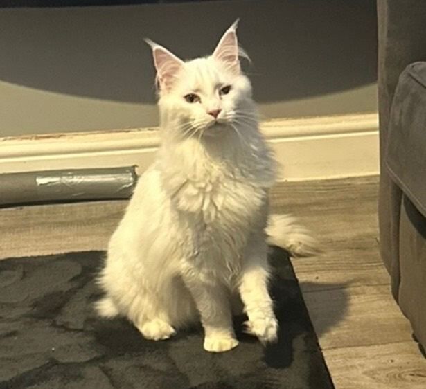 Maine Coon kittens for sale in Plymouth, Devon – 1 year old