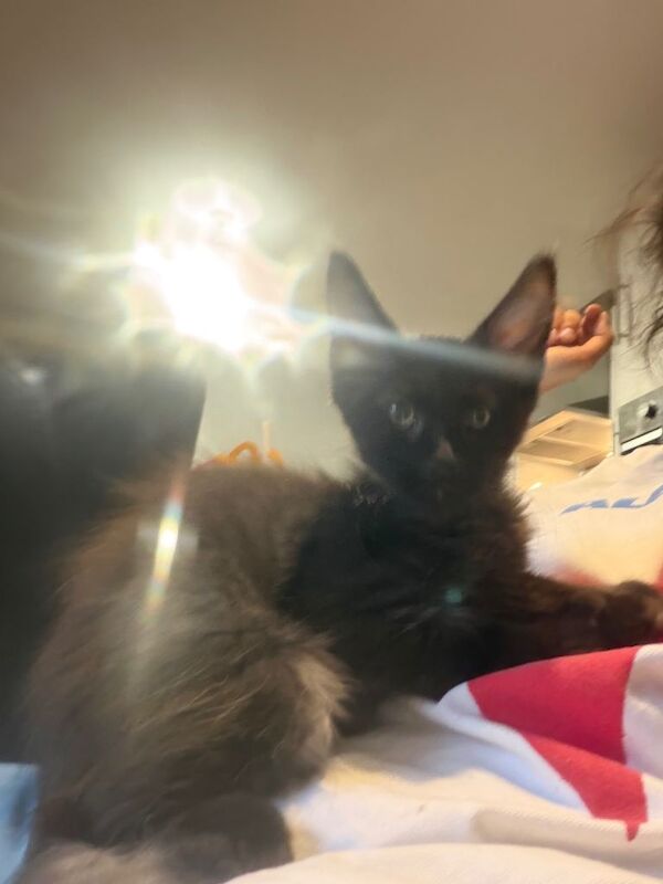 Beautiful 12-Week-Old Blue Smoke Maine Coon Girl Looking for Her Forever Home happy for offers