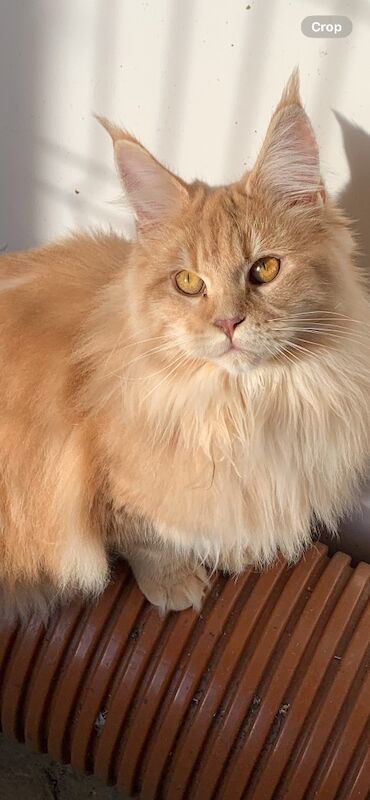 Tica registered Adult Maine coon girl