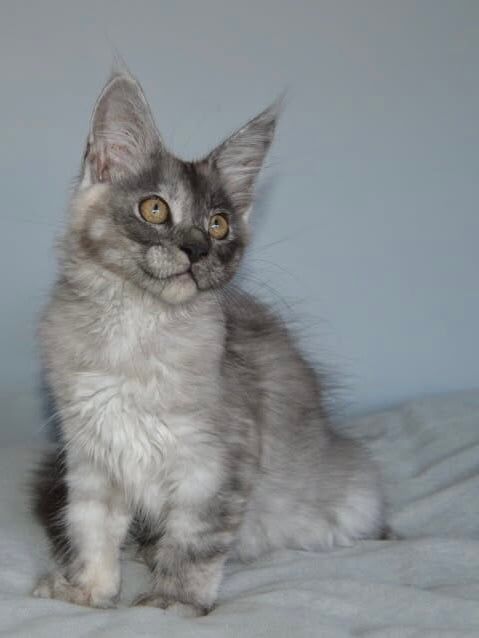 Maine Coon kittens for sale in Poole, Dorset – 3 months old