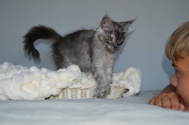 Maine Coon kittens for sale in Poole, Dorset – 3 months old - Image 2 of 3