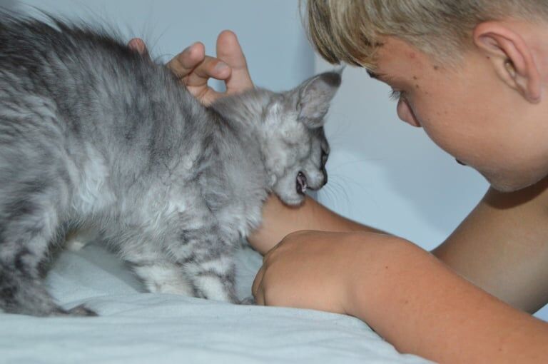 Maine Coon kittens for sale in Poole, Dorset – 3 months old - Image 3 of 3