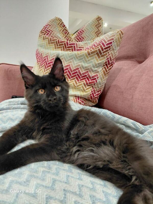 Tica registered Boy Maine coon ready to leave