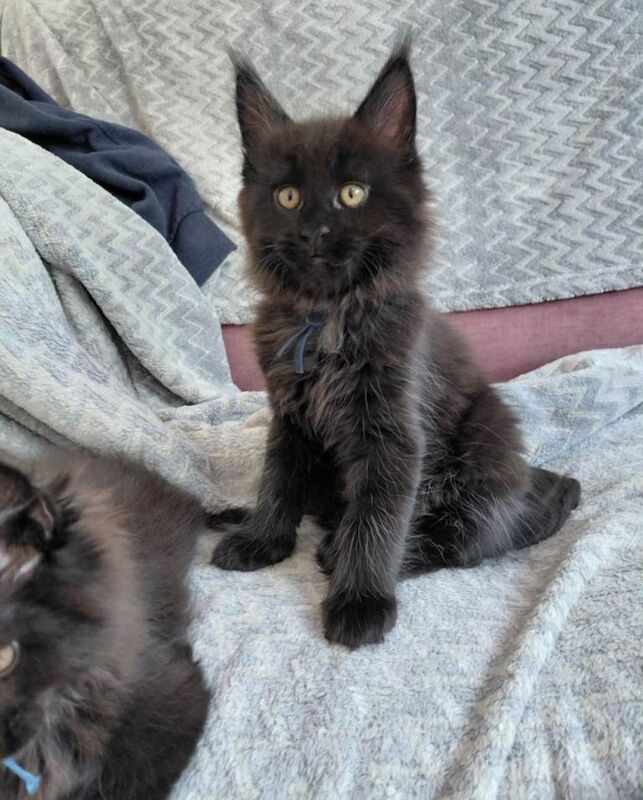 Tica registered Boy Maine coon ready to leave - Image 2 of 2