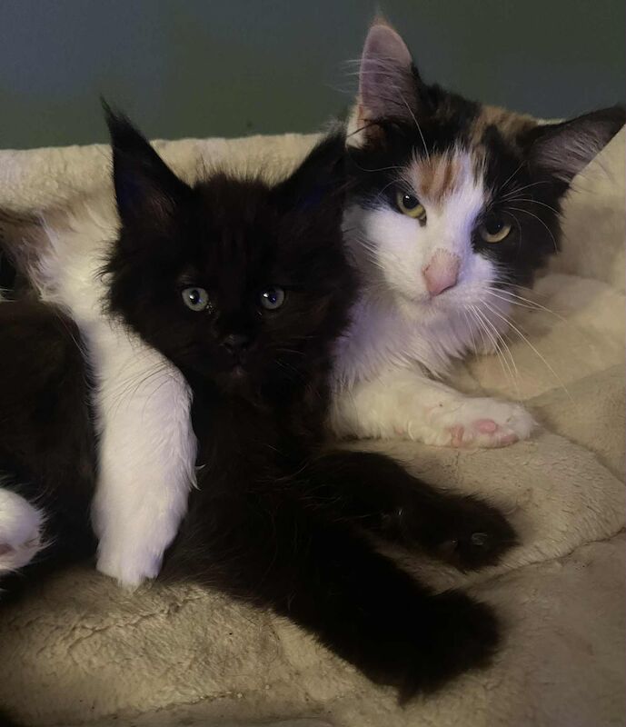 Maine Coon kittens for sale in CA8 7LF – 9 weeks old - Image 4 of 9