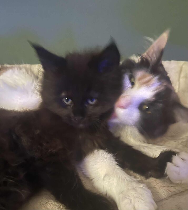 Maine Coon kittens for sale in CA8 7LF – 9 weeks old - Image 5 of 9