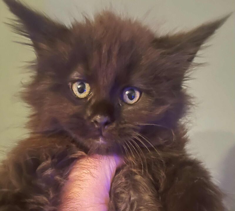 Maine Coon kittens for sale in CA8 7LF – 9 weeks old - Image 6 of 9