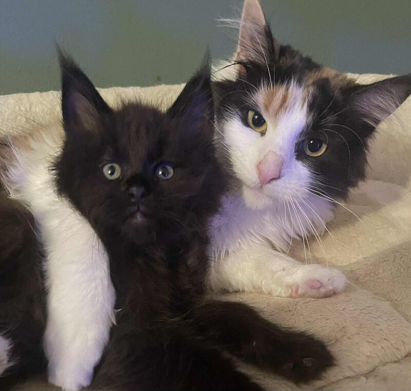 Maine Coon kittens for sale in CA8 7LF – 9 weeks old - Image 7 of 9