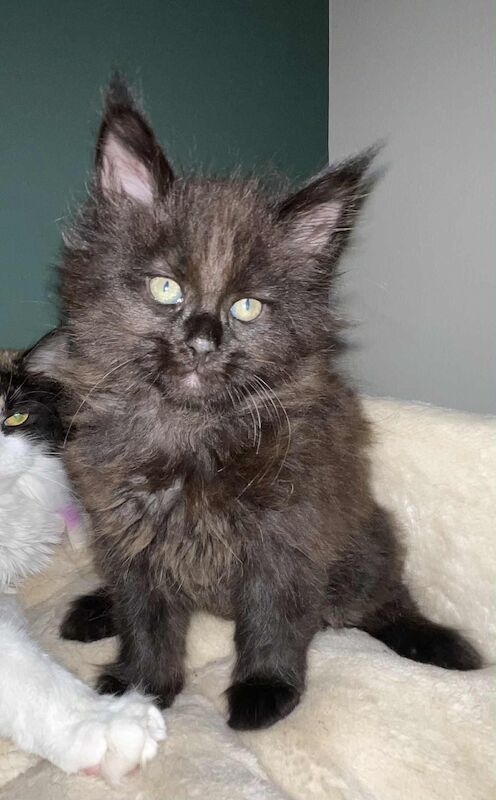 Maine Coon kittens for sale in CA8 7LF – 9 weeks old - Image 8 of 9