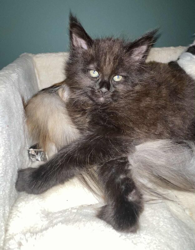 Maine Coon kittens for sale in CA8 7LF – 9 weeks old - Image 9 of 9