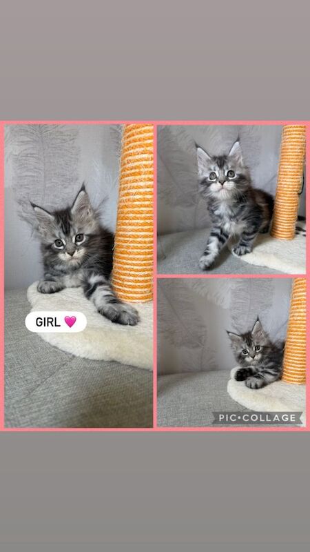 TICA registered kittens