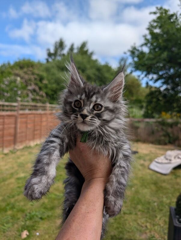 Tica registered Maincoon boys for sale in Goole, East Riding of Yorkshire