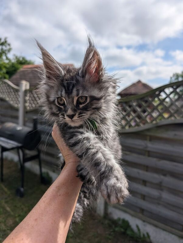 Tica registered Maincoon boys for sale in Goole, East Riding of Yorkshire | Image 2