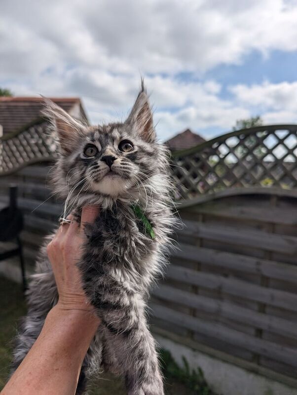 Tica registered Maincoon boys for sale in Goole, East Riding of Yorkshire | Image 3