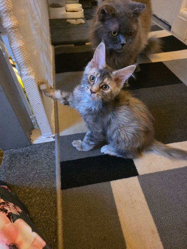 Maine Coon kittens for sale in Blackpool, Lancashire – 5 months old