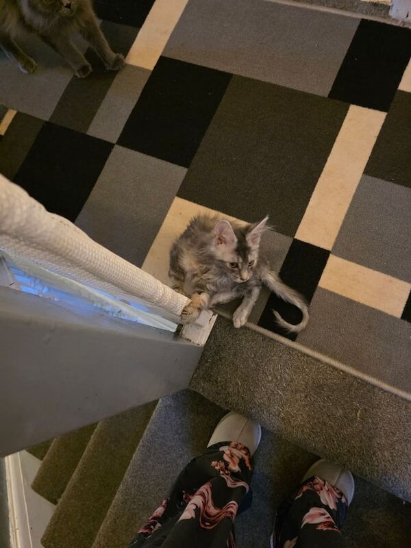 Maine Coon kittens for sale in Blackpool, Lancashire – 10 months old - Image 2 of 3