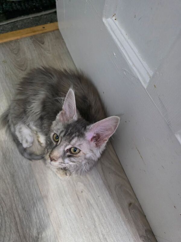 Maine Coon kittens for sale in Blackpool, Lancashire – 10 months old - Image 3 of 3