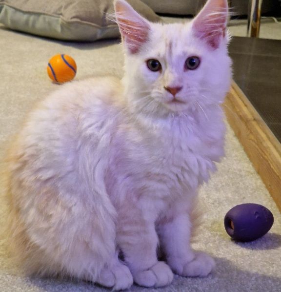 Maine Coon kittens for sale in Harrogate, North Yorkshire – 3 months old - Image 2 of 3