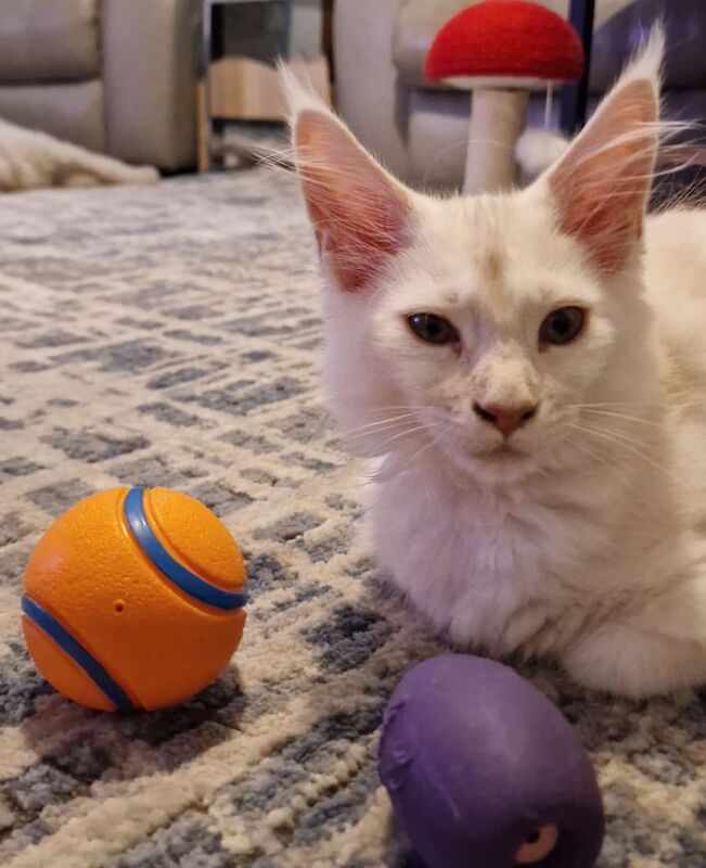 Maine Coon kittens for sale in Harrogate, North Yorkshire – 3 months old - Image 3 of 3