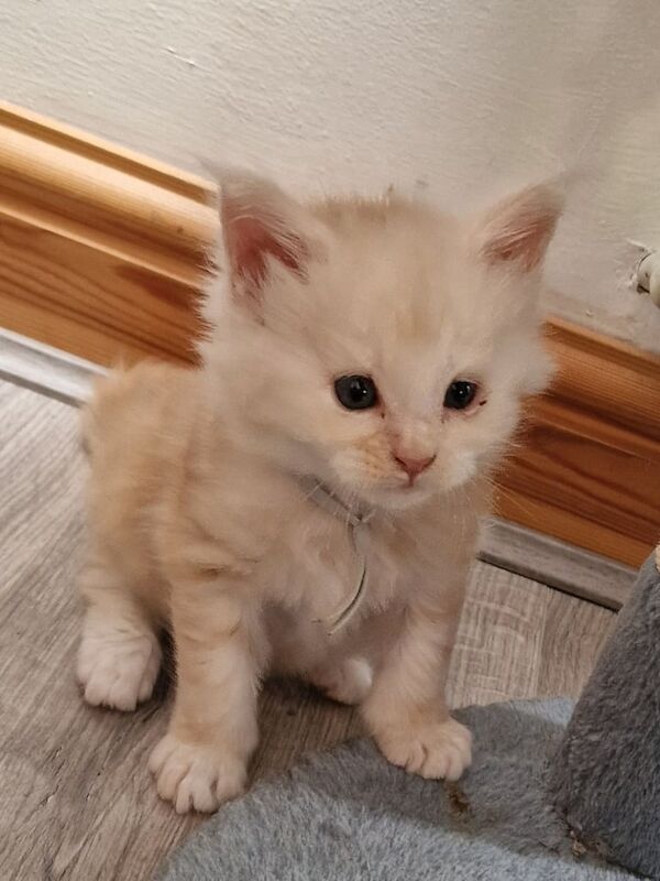 Maine Coon kittens for sale in Harrogate, North Yorkshire – 7 weeks old