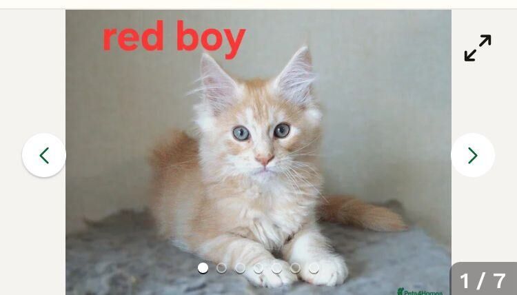 TICA Registered Maine Coon Kittens For Sale