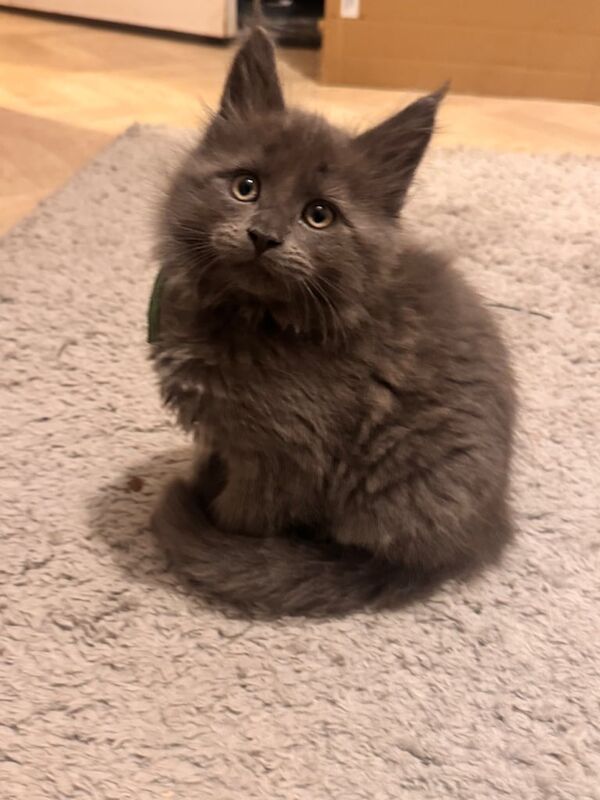 Maine Coon kittens for sale in Tring, Hertfordshire – 8 weeks old