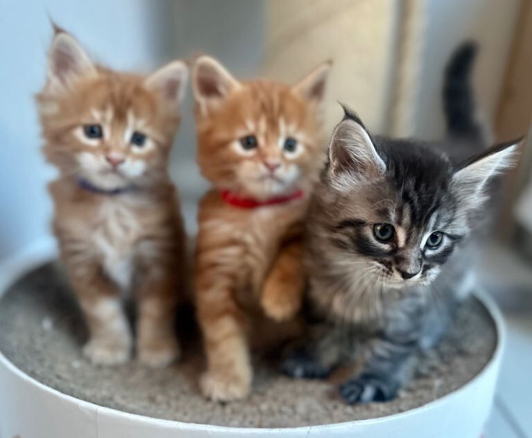 Maine Coon kittens for sale in Formby, Merseyside – 8 weeks old