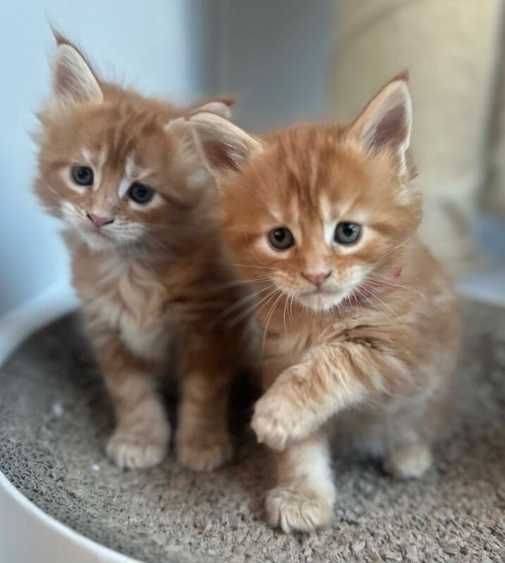Maine Coon kittens for sale in Formby, Merseyside – 12 weeks old - Image 2 of 4