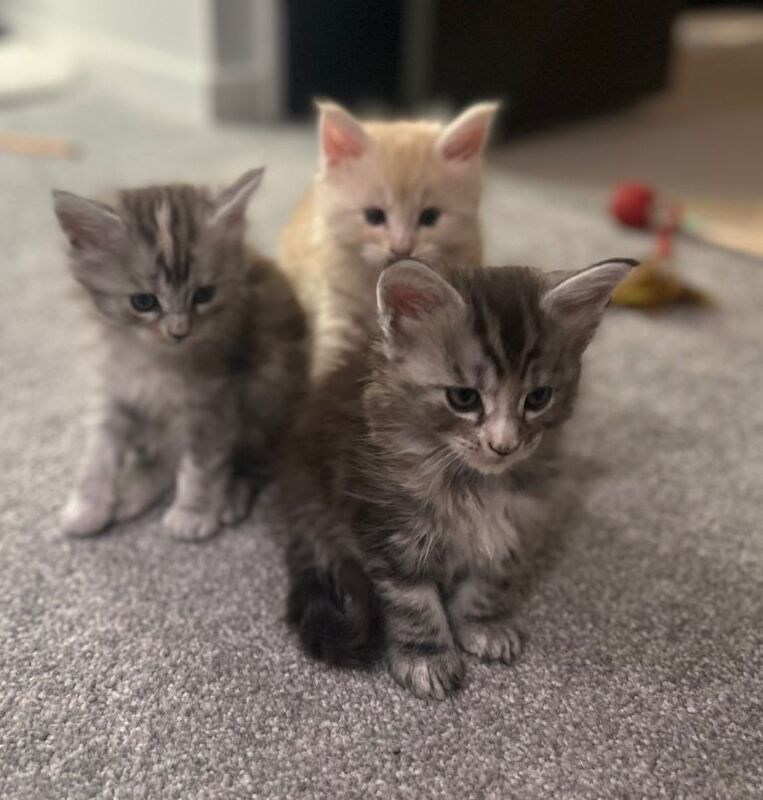 Maine Coon kittens for sale in Formby, Merseyside – 12 weeks old - Image 4 of 4