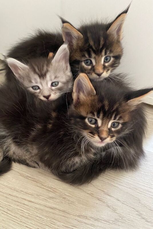 Maine Coon Kittens For Sale