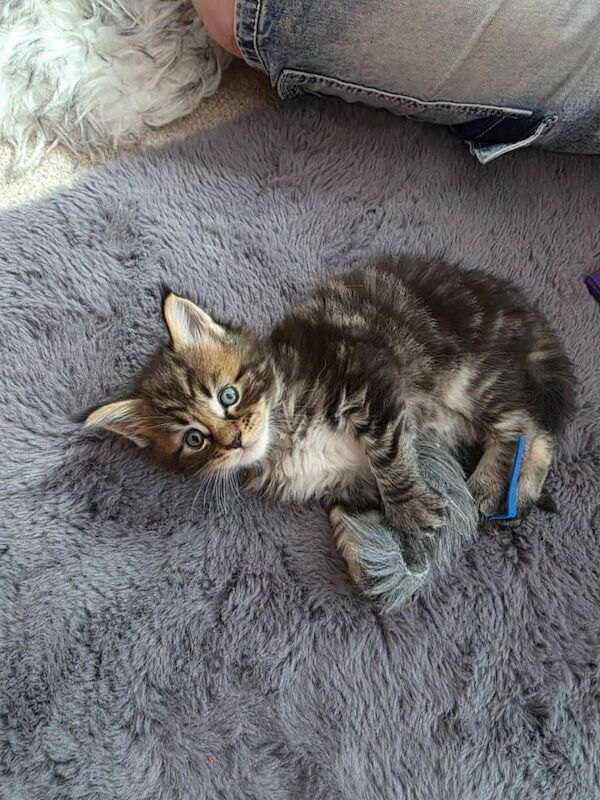 TICA Registered Maine Coon kittens