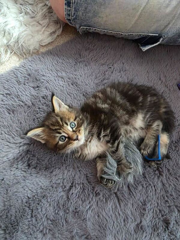 TICA Registered Maine Coon kittens - Image 2 of 4