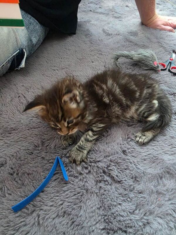 TICA Registered Maine Coon kittens - Image 3 of 4