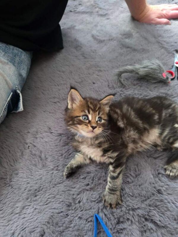 TICA Registered Maine Coon kittens - Image 4 of 4