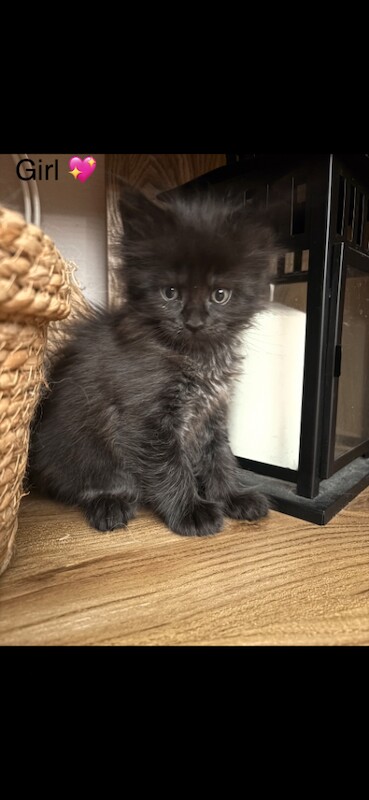TICA registered Maine coon kittens