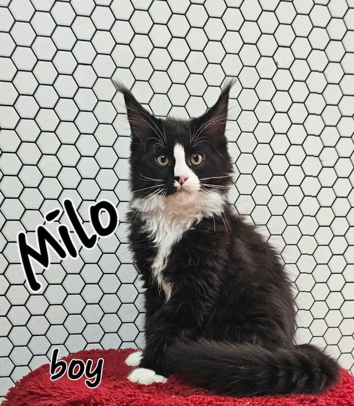 Maine Coon kittens for sale in Northampton, Northamptonshire – 3 months old