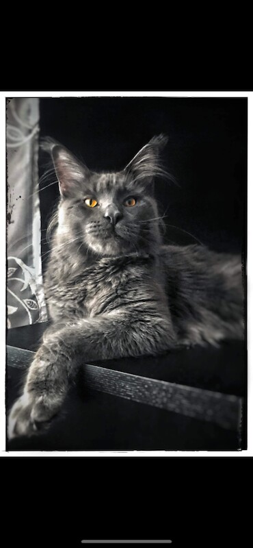 Tica registered Maine coon Kittens,blue collar - Image 2 of 6