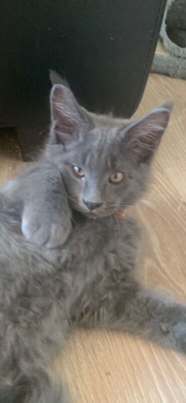 Tica registered Maine coon Kittens,blue collar - Image 4 of 6