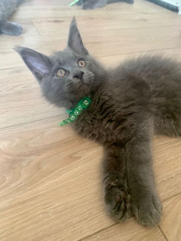 Tica registered Maine coon Kittens,blue collar - Image 5 of 6