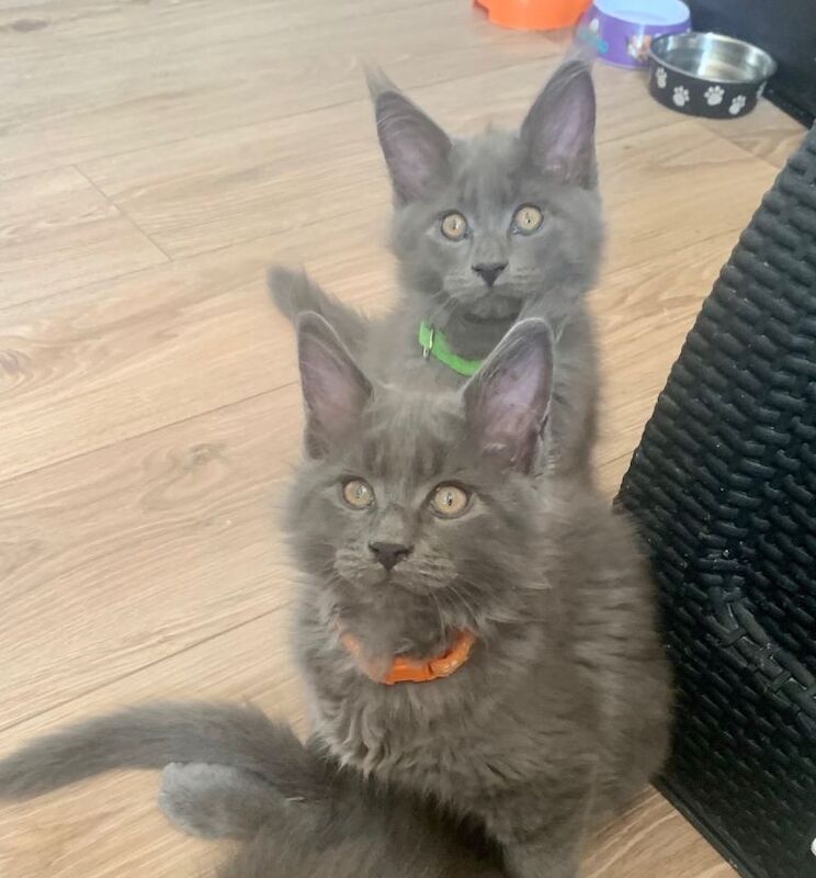 Tica registered Maine coon Kittens,blue collar - Image 6 of 6