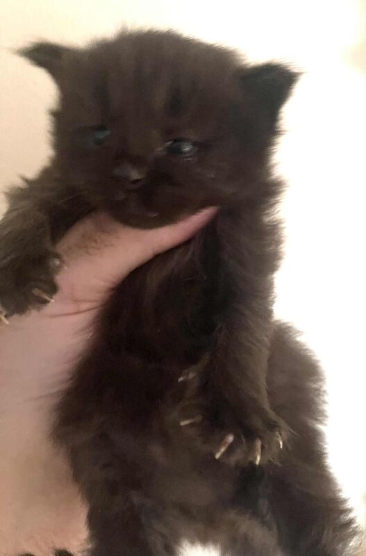 Maine Coon kittens for sale in Haltwhistle, Northumberland – 3 weeks old - Image 2 of 9